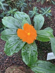 Chamaecostus cuspidatus