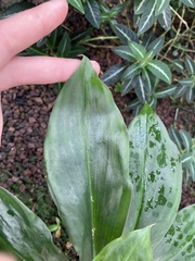 Chamaecostus cuspidatus