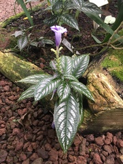 Strobilanthes maculata