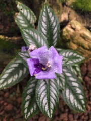 Strobilanthes maculata