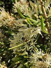 Tripodanthus flagellaris