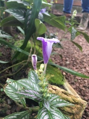 Strobilanthes maculata
