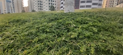 Lepidium didymum
