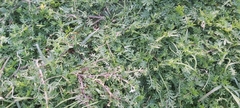 Lepidium didymum