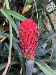 Quesnelia quesneliana