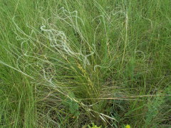 Stipa lessingiana
