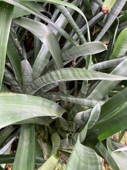 Quesnelia quesneliana