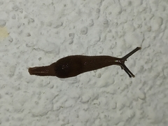 Ostracolethinae