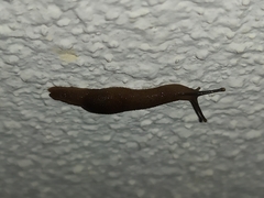 Ostracolethinae