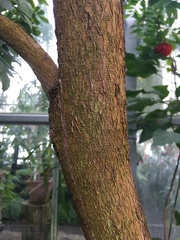 Brownea coccinea