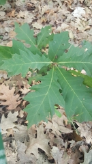 Quercus rubra