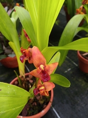 Maxillaria elatior