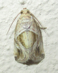 Deltote johnjoannoui