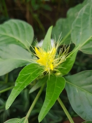 Schaueria calytricha