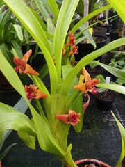 Maxillaria elatior