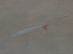 Scarlettail Chalceus photo 2