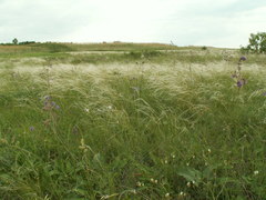 Stipa lessingiana