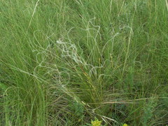 Stipa lessingiana