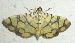 Pardomima distortana