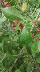 Euonymus europaeus