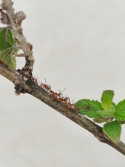 Coreidae