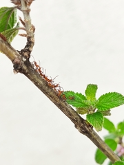 Coreidae
