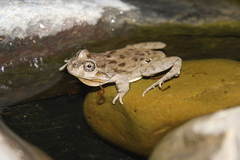 Pleurodema cinereum