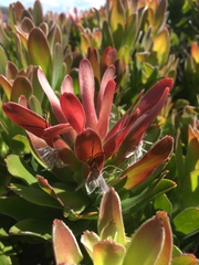 Mimetes fimbriifolius