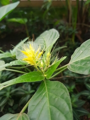 Schaueria calytricha
