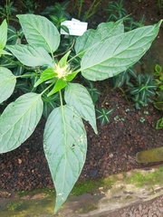 Schaueria calytricha