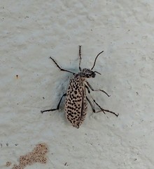 Epicauta atomaria