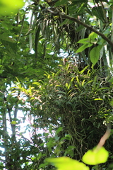 Rhipidoglossum