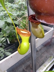 Nepenthes ventricosa