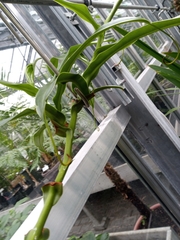 Nepenthes ventricosa