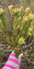 Leucadendron stelligerum