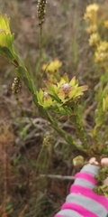 Leucadendron stelligerum