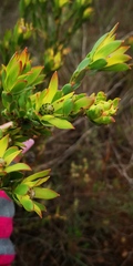 Leucadendron stelligerum