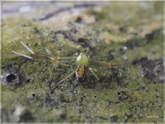 Diaea subdola