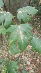 Acer pseudoplatanus