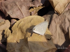 Catochrysops strabo strabo