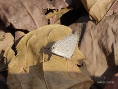 Catochrysops strabo strabo