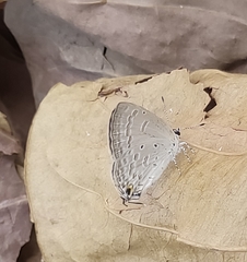 Catochrysops strabo strabo