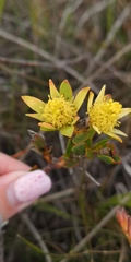 Leucadendron stelligerum