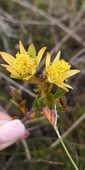 Leucadendron stelligerum