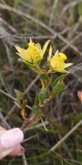 Leucadendron stelligerum