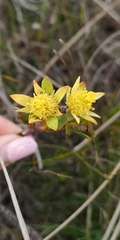 Leucadendron stelligerum