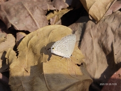 Catochrysops strabo strabo