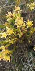 Leucadendron stelligerum
