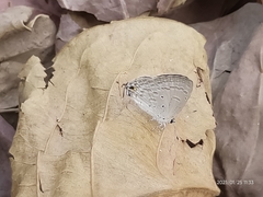 Catochrysops strabo strabo