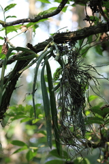 Microcoelia globulosa